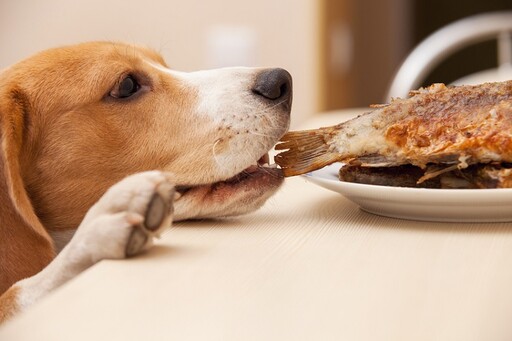 狗狗誤食有毒食物怎辦？ 專家教「3個緊急處置方式」：誤食2物恐癱瘓