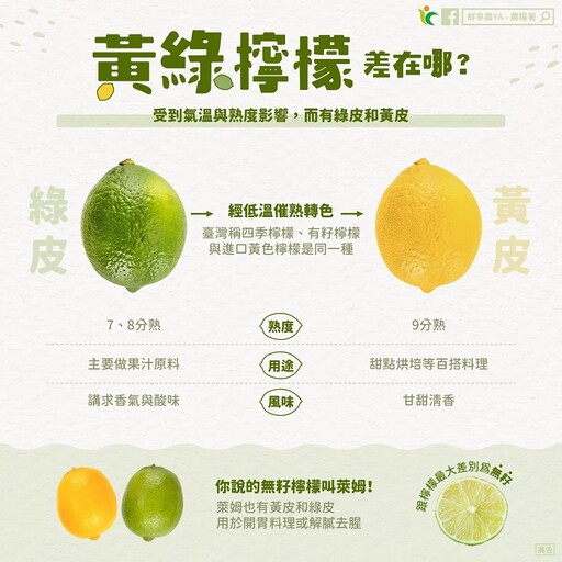 「黃檸檬、綠檸檬」差在哪？專家1圖給答案 教你3做法擠出更多檸檬汁