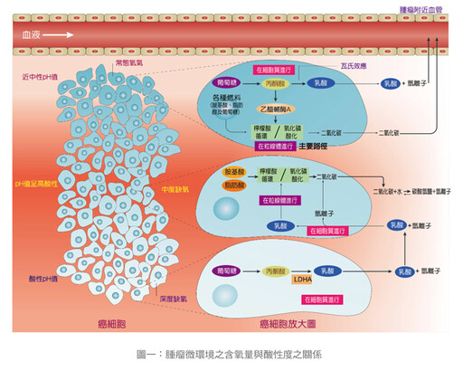 張金堅：癌細胞的酸性環境使腫瘤更難纏