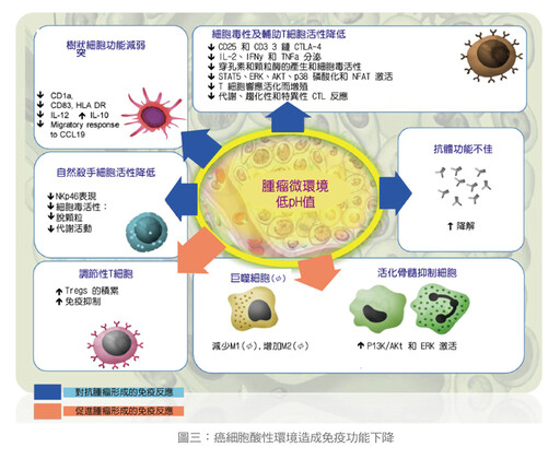 張金堅：癌細胞的酸性環境使腫瘤更難纏