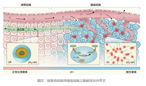 張金堅：癌細胞的酸性環境使腫瘤更難纏