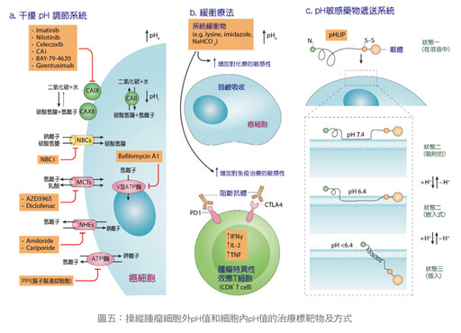 張金堅：癌細胞的酸性環境使腫瘤更難纏