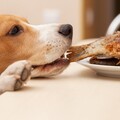 犬貓偷吃食物中毒！獸醫師急籲：把握「黃金救援Ｏ分鐘」解危機 無法判斷食用時間快就醫