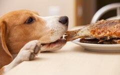 犬貓偷吃食物中毒！獸醫師急籲：把握「黃金救援Ｏ分鐘」解危機 無法判斷食用時間快就醫