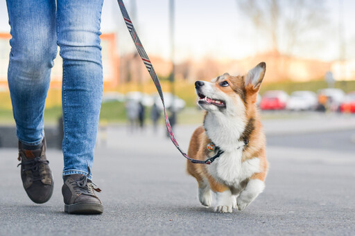 狗狗散步好處多！小型犬、大型犬該怎麼遛？