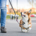 狗狗散步好處多！小型犬、大型犬該怎麼遛？