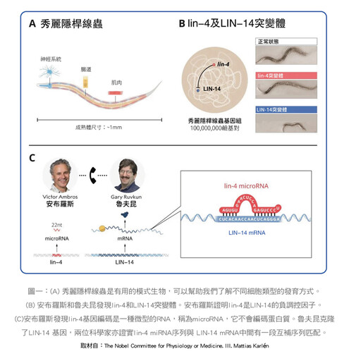 張金堅:從諾貝爾生醫獎談微型RNA的醫療應用