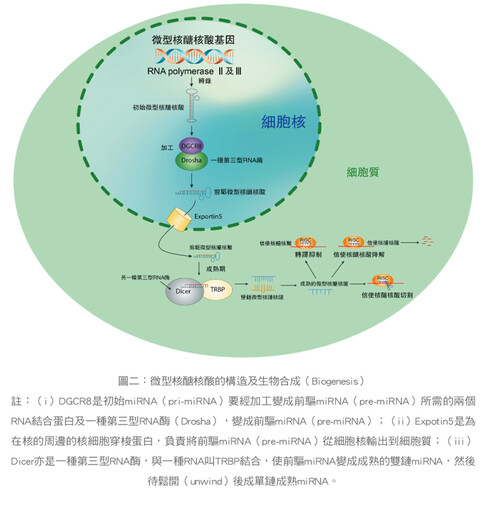 張金堅:從諾貝爾生醫獎談微型RNA的醫療應用