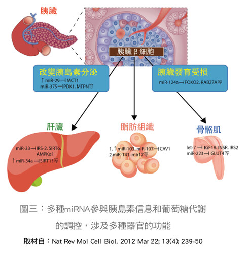 張金堅:從諾貝爾生醫獎談微型RNA的醫療應用