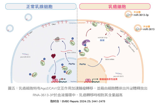 張金堅:從諾貝爾生醫獎談微型RNA的醫療應用