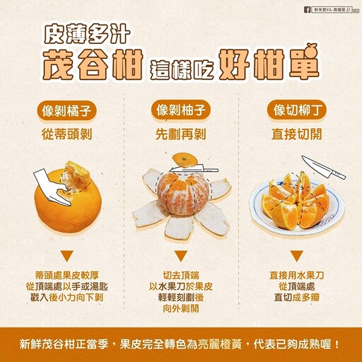 茂谷柑皮薄多汁，專家圖解「3剝法」果汁不亂滴！ 加碼教你橘子皮變清潔劑