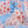 花開也有煩惱！認識春季常見的花粉過敏