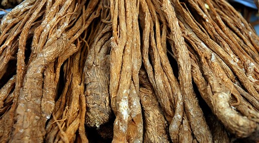 當歸不只補氣、補血！醫揭「對血糖控制」新發現 但4種人吃前務必諮詢
