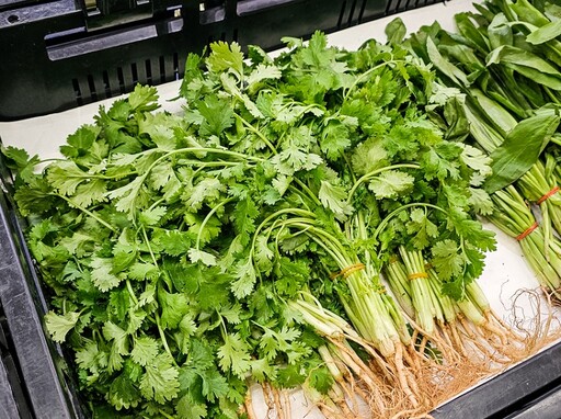 香菜買太多吃不完？「這樣保存」不發黃、不爛根 久放1個月還很新鮮