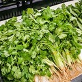 香菜買太多吃不完？「這樣保存」不發黃、不爛根 久放1個月還很新鮮