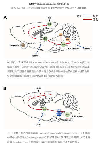 張金堅:有夢最美嗎？談睡眠與做夢的關係