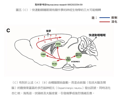 張金堅:有夢最美嗎？談睡眠與做夢的關係