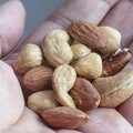 堅果開封後要「常溫or冷藏」保存？營養師曝正確做法 小心你吃的堅果可能已經發霉