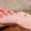 「DEET、派卡瑞丁、IR3535、防蚊精油」差在哪？ 醫揭防蚊液成分與效果比較