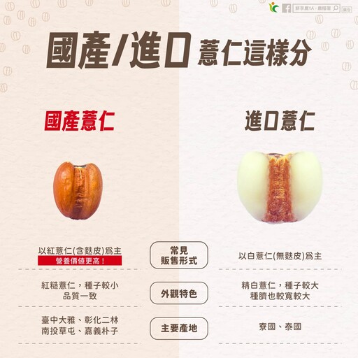 薏仁「國產vs進口」怎麼分？農糧署教你辨來源 多1步驟更快煮爛