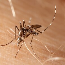 北部也出現本土登革熱！疾管署提醒防蚊、醫療院所提高警覺