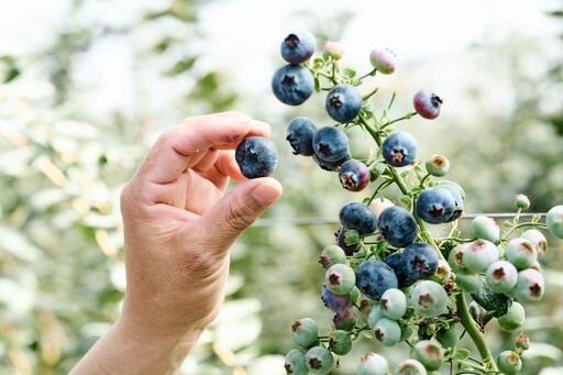 超級食物藍莓營養知多少？國產新鮮藍莓給你從未體驗的藍莓真滋味，豐富美味藍莓食譜每天吃鮮美又健康！