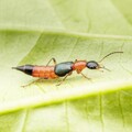 隱翅蟲傷口怎麼處理？會飛的隱翅蟲怕什麼？遇到隱翅蟲千萬別拍打，家裡如何預防？
