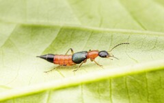 隱翅蟲傷口怎麼處理？會飛的隱翅蟲怕什麼？遇到隱翅蟲千萬別拍打，家裡如何預防？