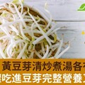 綠豆芽、黃豆芽清炒煮湯各有所長！1個步驟吃進豆芽完整營養又避毒