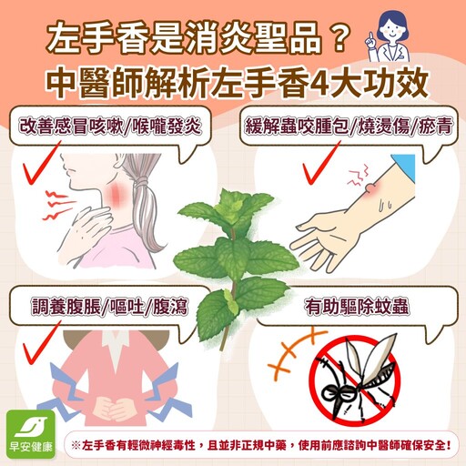 左手香功效能消炎消腫！左手香可以吃嗎？中醫師解析左手香禁忌與正確用法避免中毒