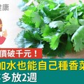 香菜飆天價破千元！寶特瓶加水也能自己種香菜，1招保存多放2週