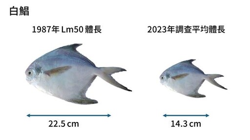 世界海洋日 綠色和平攜手專家 揭臺灣海洋三大挑戰