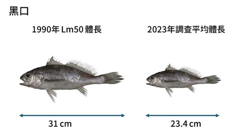 世界海洋日 綠色和平攜手專家 揭臺灣海洋三大挑戰