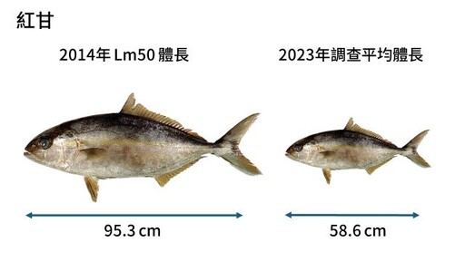 世界海洋日 綠色和平攜手專家 揭臺灣海洋三大挑戰