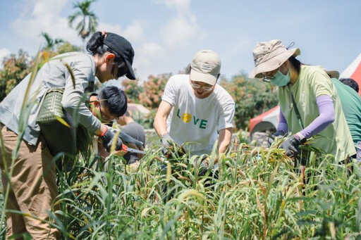 15年間產量暴跌8成！ 原民小米文化急速消失中