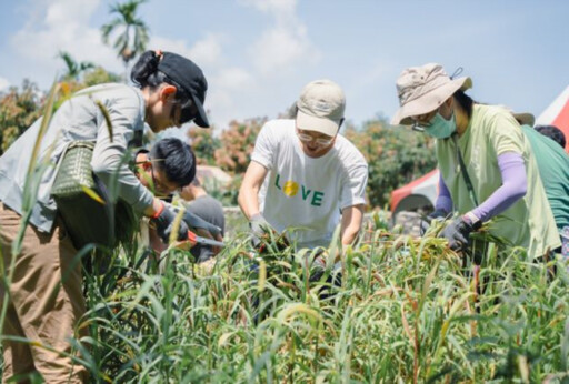 15年間產量暴跌8成！ 原民小米文化急速消失中