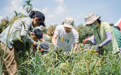 15年間產量暴跌8成！ 原民小米文化急速消失中