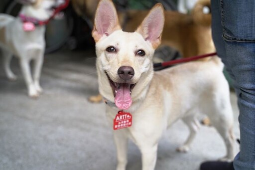 台灣動物緊急救援小組募糧 倍力攜手合作送愛 讓浪毛孩不挨餓！ 捐糧滿2千送毛毯