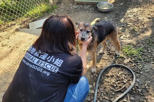 台灣動物緊急救援小組募糧 倍力攜手合作送愛 讓浪毛孩不挨餓！ 捐糧滿2千送毛毯