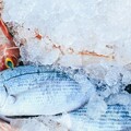 冷凍魚該如何正確、快速解凍？