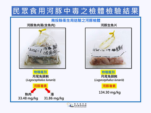 河豚中毒事件抓到兇手！ 這品種2片生魚片就能上天堂