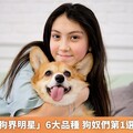 網友公認「狗界明星」6大品種 狗奴們第1選擇壽命較長