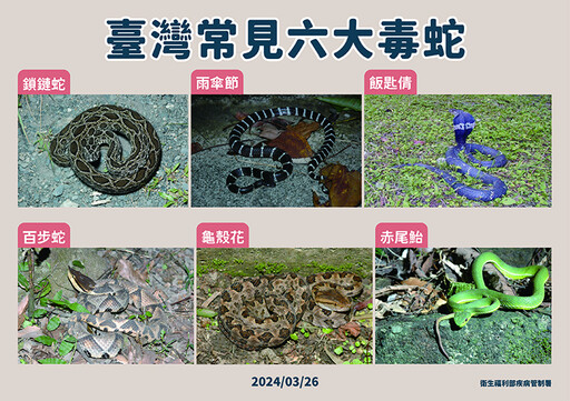 清明掃墓勿「打草驚蛇」 台灣常見6大毒蛇圖解1次搞懂