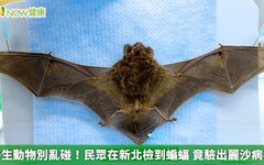野生動物別亂碰！民眾在新北檢到蝙蝠 竟驗出麗沙病毒
