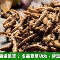 冬蟲夏草是蟲還是草？ 冬蟲夏草功效、禁忌及食用方法