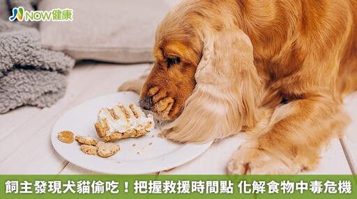 飼主發現犬貓偷吃！把握救援時間點 化解食物中毒危機