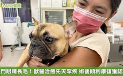 法鬥眼睛長毛！獸醫治癒先天罕疾 術後順利康復獲認養