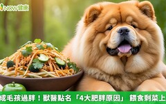 6成毛孩過胖！獸醫點名「4大肥胖原因」 餵食剩菜上榜