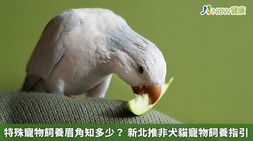 特殊寵物飼養眉角知多少？ 新北推非犬貓寵物飼養指引