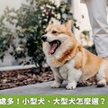 狗狗散步好處多！小型犬、大型犬怎麼遛？ 指南看這裡